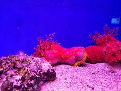 -上海海洋水族馆
