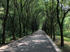 -同里国家湿地公园