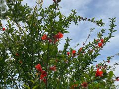 -小鱼草莓采摘园农家乐·小鱼餐厅