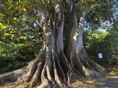 -墨尔本皇家植物园