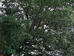 -南国桃园旅游度假区