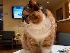 -滚猫咖啡·猫咖·猫友好撸猫(未来城店)