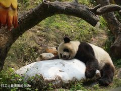 -广州长隆野生动物世界