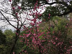 -杭州半山国家森林公园