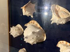 -青岛贝壳博物馆