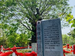 -东台西溪天仙缘景区