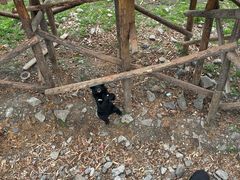 -黑瞎子岛探秘野熊园