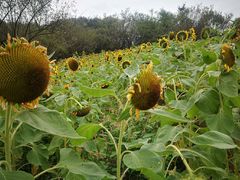 -三圣花乡旅游区