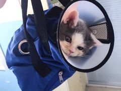 -瑞派福兴宠物医院犬猫全科·骨科·中西医结合(河东店)