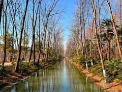 -合肥滨湖国家森林公园