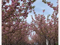 -高东镇樱花园