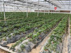 -喜杨洋草莓采摘园