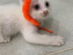 -北京恒爱动物医院(清景园分院)