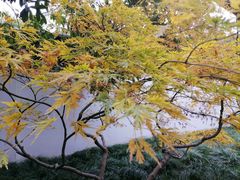 -秋霞圃