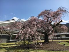 -醍醐寺