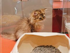 -babydoll猫舍·米努特·德文·缅因(久光中心店)