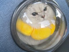 -猫大福·Fortune Cat猫舍(百子湾店)