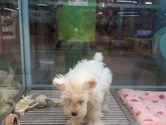 -FAELING PETS美天灵宠物(合生汇店)