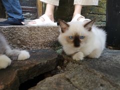 -老屋咖啡