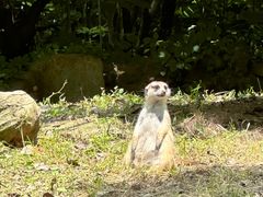 -上海野生动物园