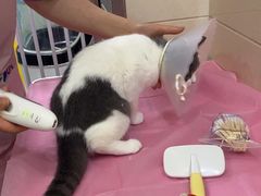 -北京观赏动物医院·24小时大型综合·猫专科·异宠专科