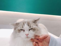 -飞行喵MR PILOT|猫舍·猫咖(静安大融城店)