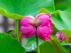 -莲花池公园