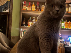 -OX BAR 拉培耶小镇(大连老街店)