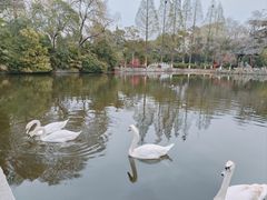 -莫愁湖公园