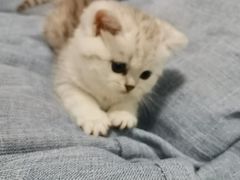 -翊宠yipet猫狗购宠庄园犬舍•猫舍