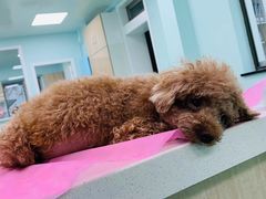 -北京观赏动物医院·24小时大型综合·猫专科·异宠专科