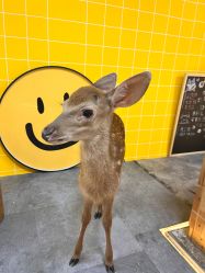 -神奇动物撸宠馆·羊驼·小浣熊·异宠(豫园店)