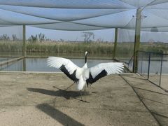 -盐城丹顶鹤湿地生态旅游区