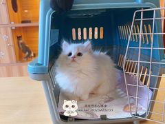 -猫十亿·布偶金渐层·曼基康矮脚猫舍(青年路店)
