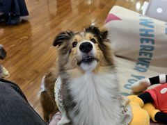 -汪说·狗咖·拼豆·宠物周边DIY(旺城大厦店)