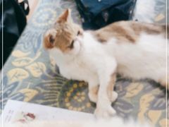 -平行世界·猫咖(首经贸店)