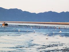 -北岐滩涂