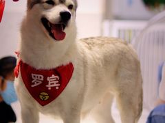 -Husky Go!哈士奇体验馆·宠物咖啡厅狗咖