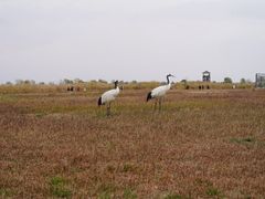 -盐城丹顶鹤湿地生态旅游区