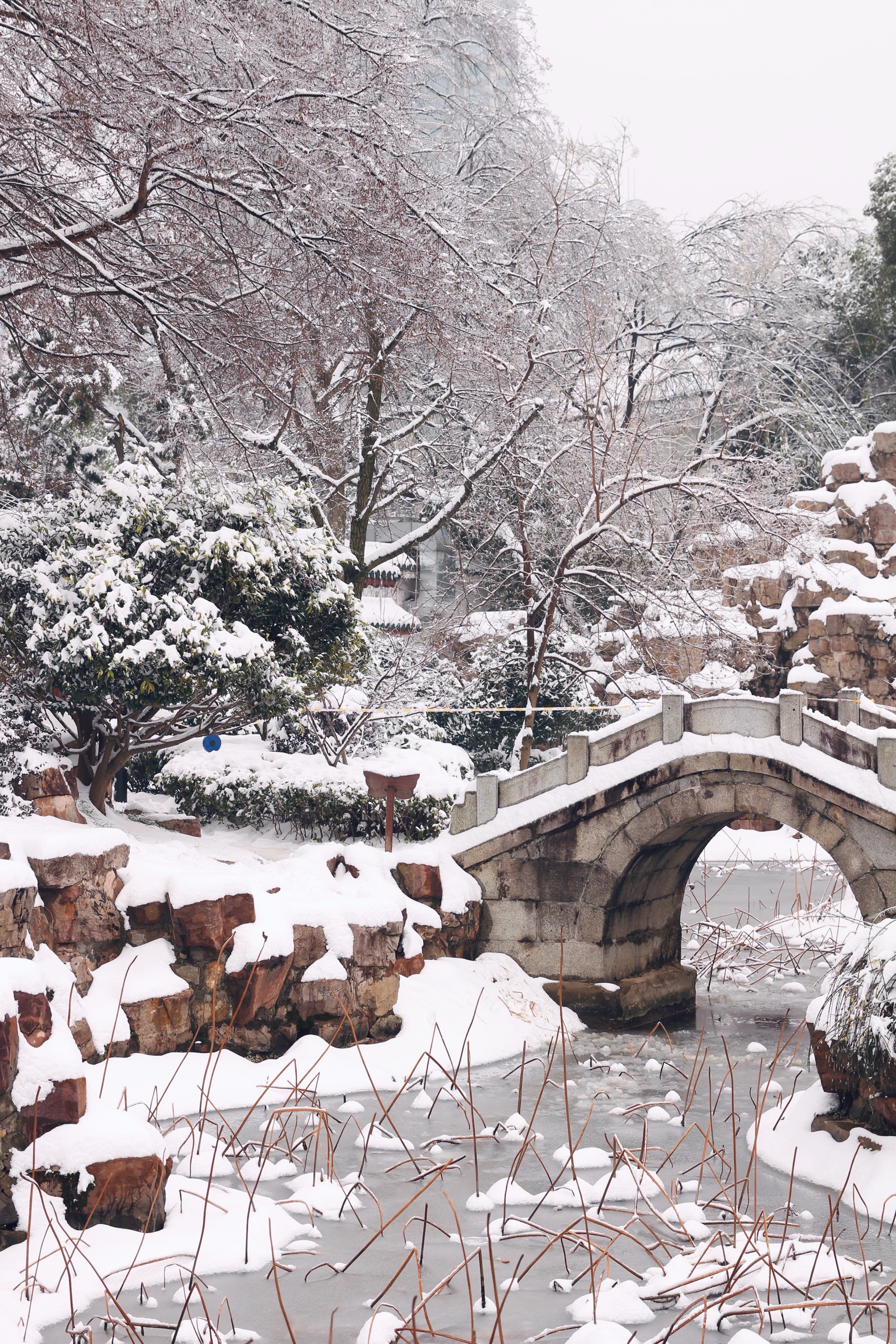 北方下雪图片真实图片