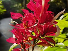 -福田红树林生态公园