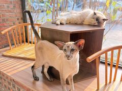 -豆逗聊愈猫阁Easy Life