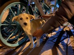 -PETKIT小佩宠物·低压洗护(国顺东路店)