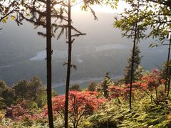 -铁山坪森林公园