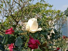 -文华公园(禅城区)