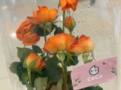 -CoCo都可(新我格广场店)