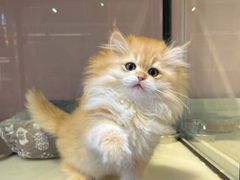 -三花喵·撸猫购宠·宠物生活馆(虹桥南丰城店)