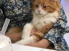 -喵园·猫主题咖啡厅·撸猫·猫咖(国贸店)