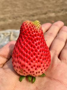 刘店子草莓图片