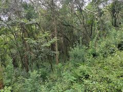 -上海佘山国家森林公园天马山园